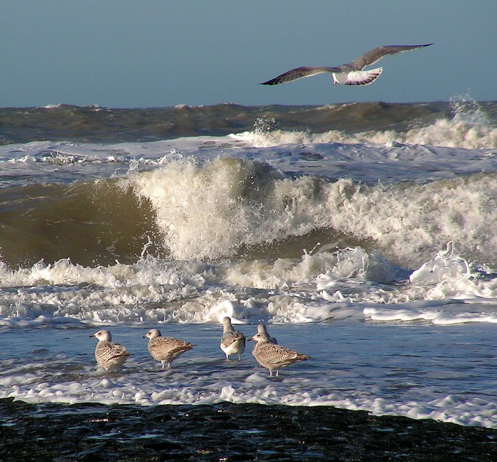 Gulls druing stormy weather by tomidery