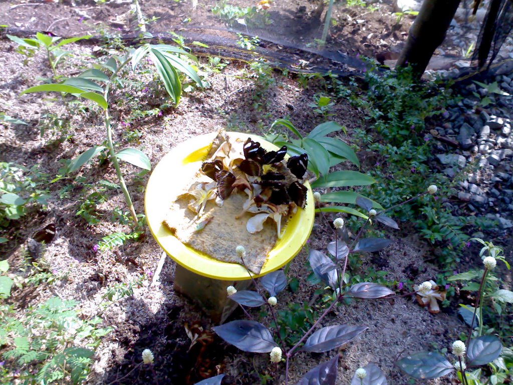 A Butterfly Sanctuary at Eco Park by Tarub Kurat