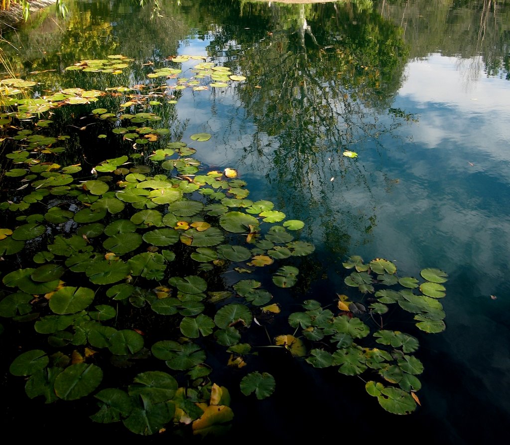 Reflections by bikecam