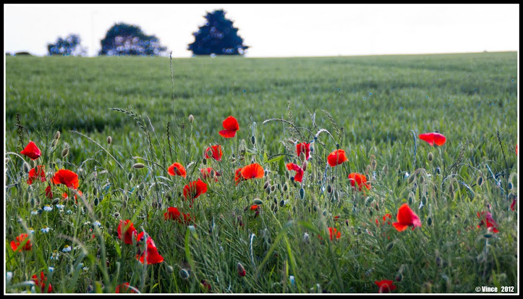 Poppies by V1NCE