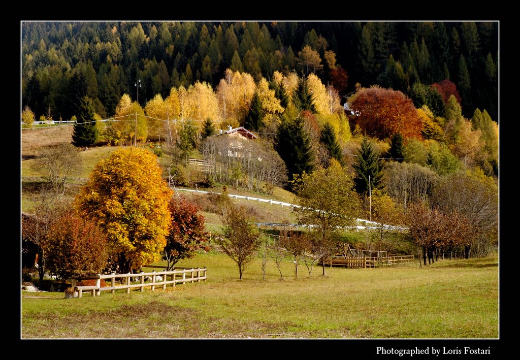 Autunno a Canal S. Bovo (BL) by Skyraider01