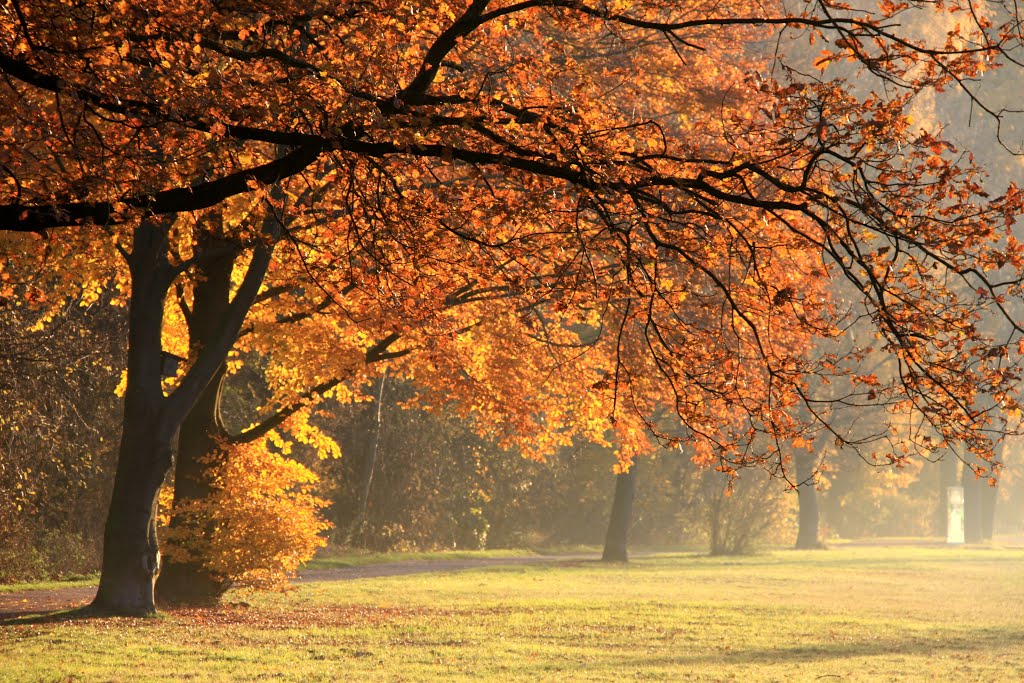 Leaves glowing in golden morning light by coolbush