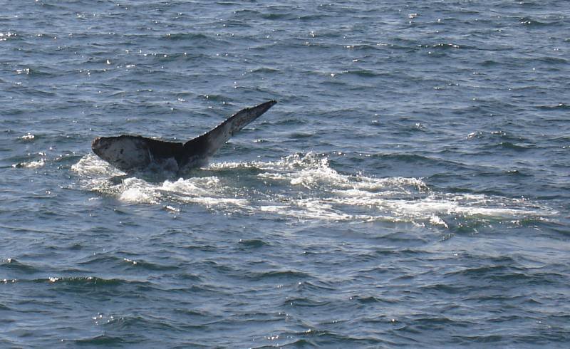 Whales at Cabo San Lucas by Elton Marks