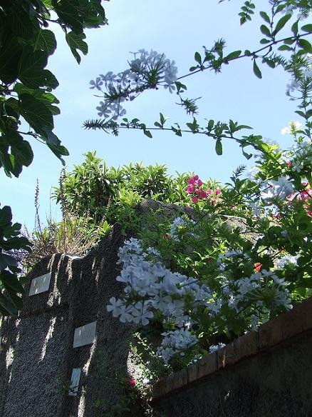 Virágok Caprin / flowers on Capri by Fűri Márti