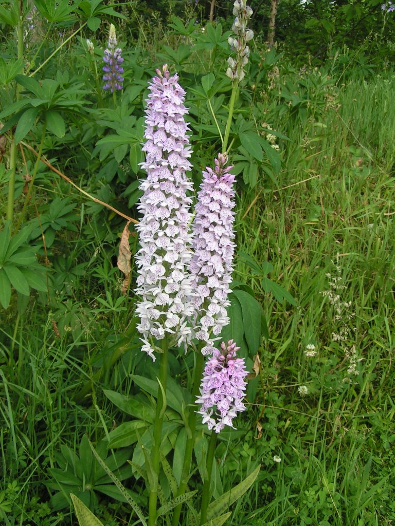 Nature reborn : wild orchids by McPaul