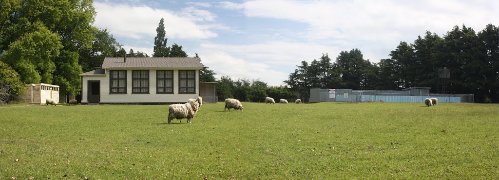 Old Courntenay School, Sheep and all by Steve Busson