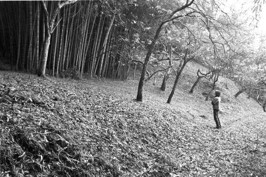 A hidden woods of bamboo by Szelei Andras