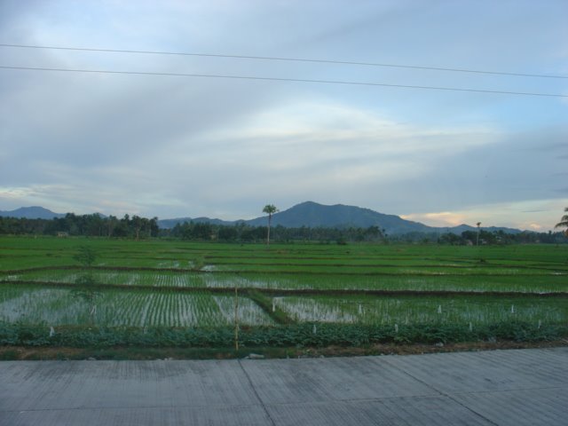 Banaybanay Ricefields by dewfrost