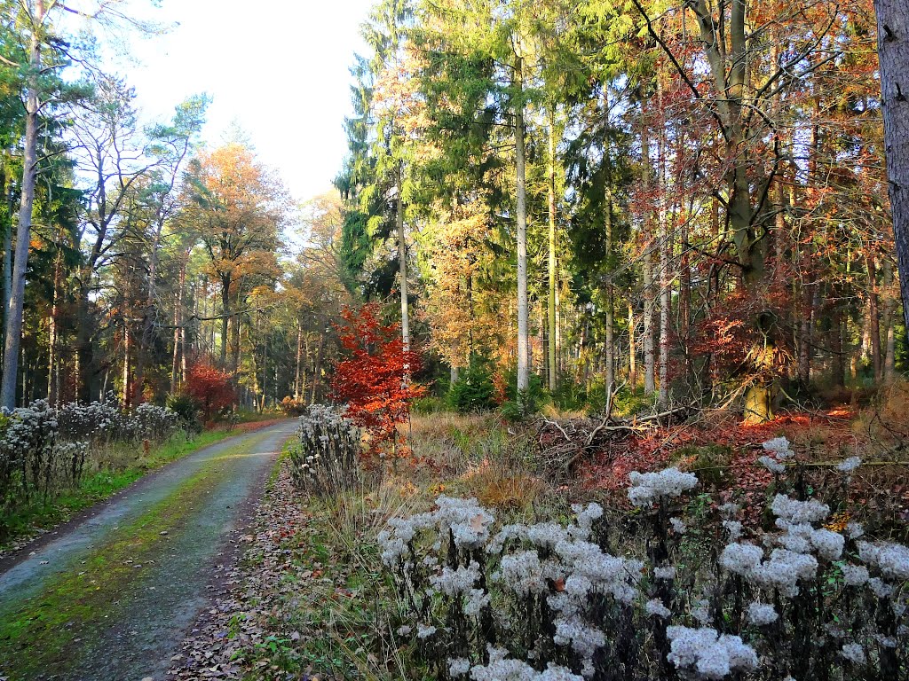 Der Düngel im Herbst by Dominic Techau