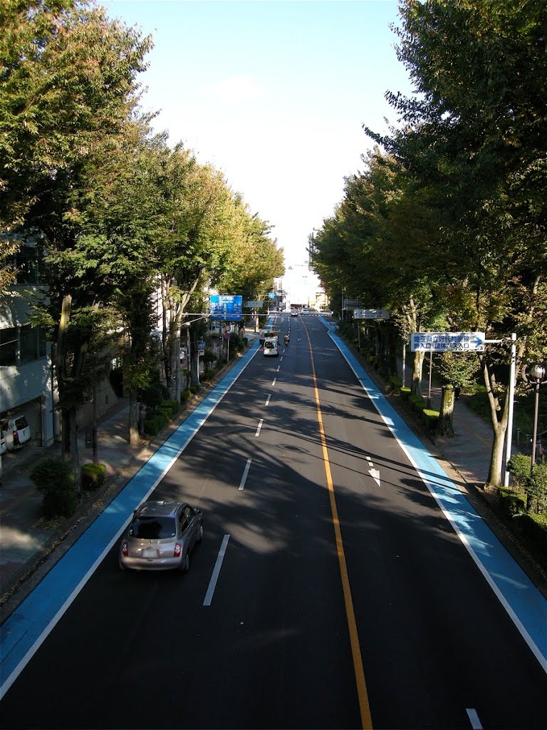 日本一長いけやき並木 (Japanese longest zelkova trees street) by yossy