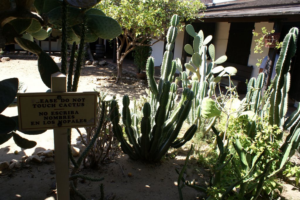 Cactus in courtyard of Avila Adobe, Los Angeles by Peter Watts