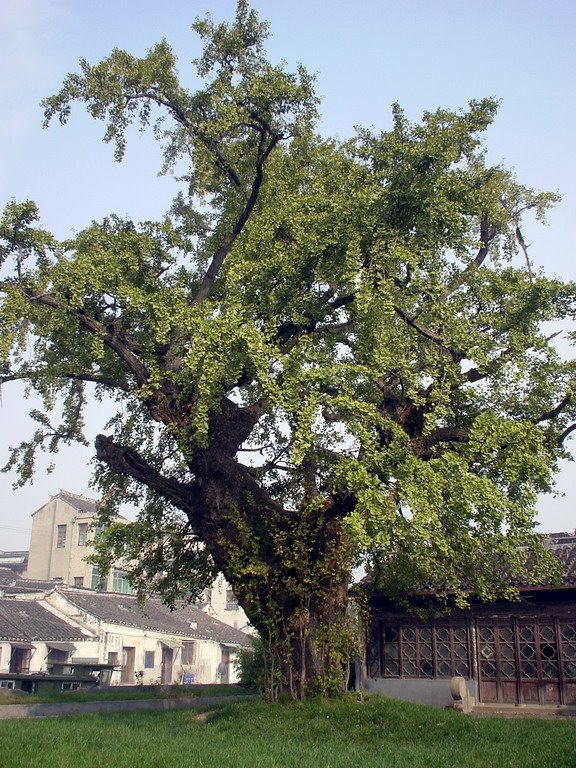 周铁1800年古银杏 The 1800 yrs old Ginkgo in Zhoutie Town by vivi_luk