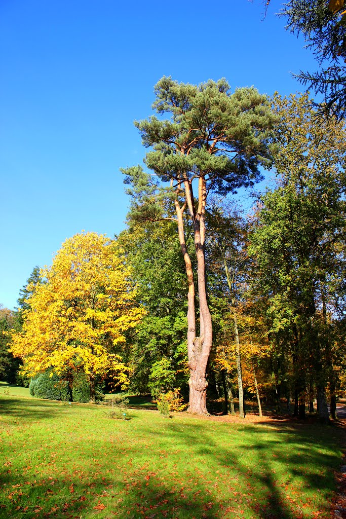 Bagnoles-de-l'Orne→l'Automne by panos767