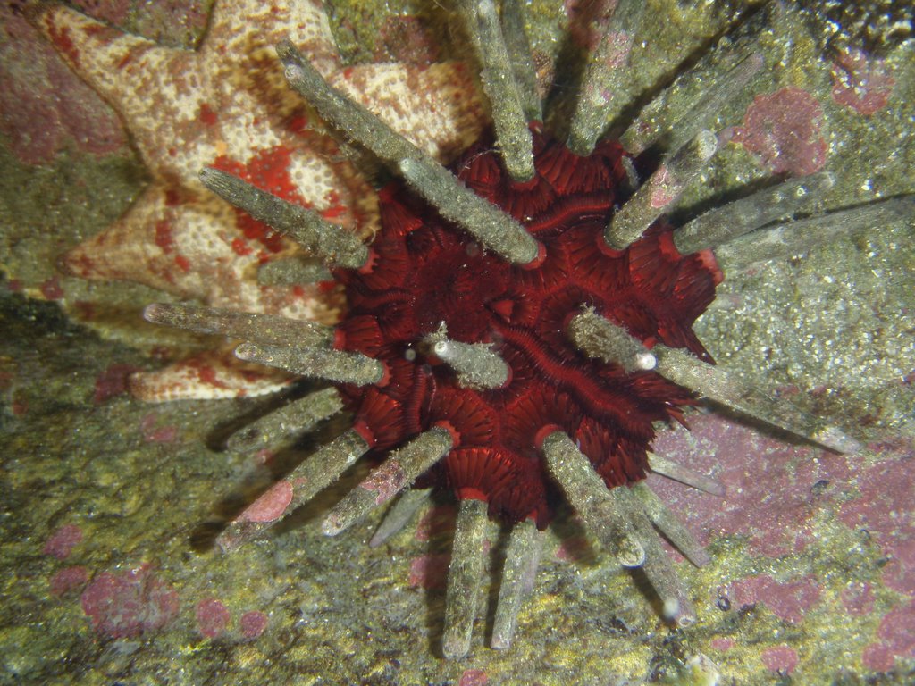 Urchin by steve111