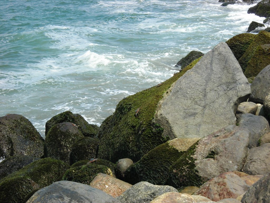 Crabs on the rocks/Cangrejos en las rocas/Crabes sur les rochers by Max B. Martins