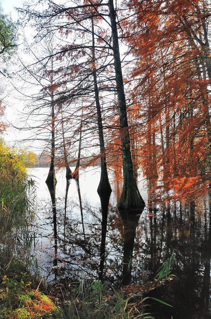 Etang de boulieu by randalain