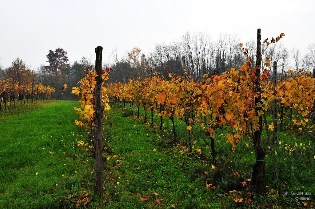 Colori nel vigneto by Gaudenzio Ghilardi