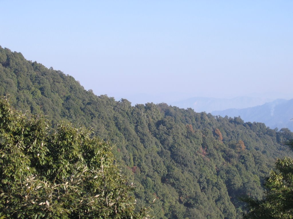 Binsar Forest by Mushir Killedar