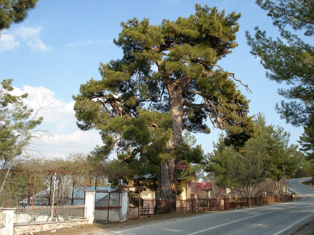 ÇAMLIYAYLA-ATDAĞ 'DA KOCA ÇAM (200 YEARS OLD PINE TREE) by mustafator