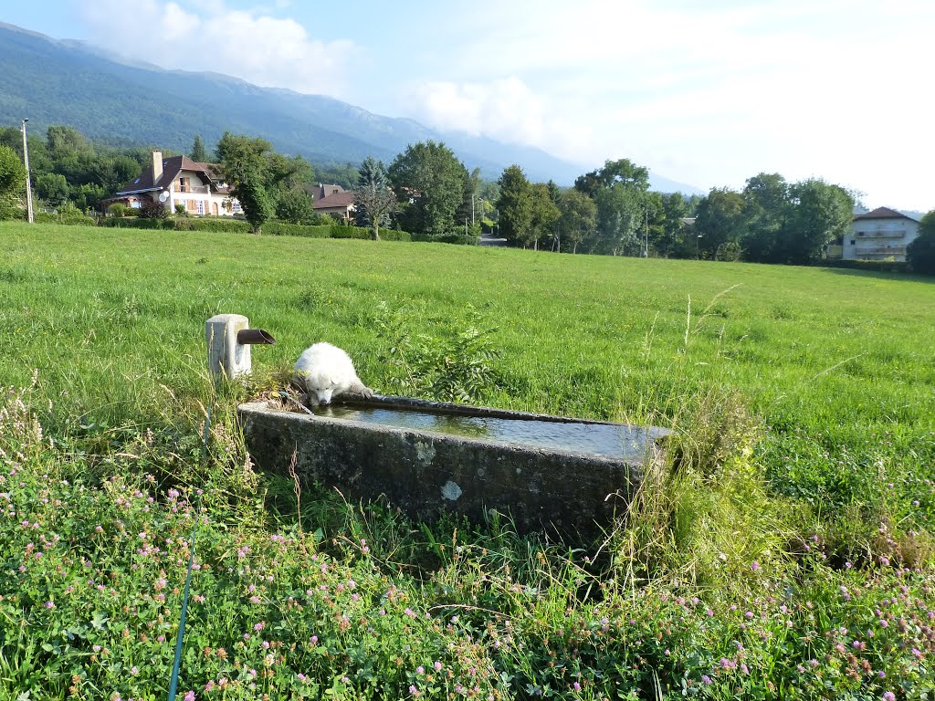 Fontaine route de Goisin by Mat Poew