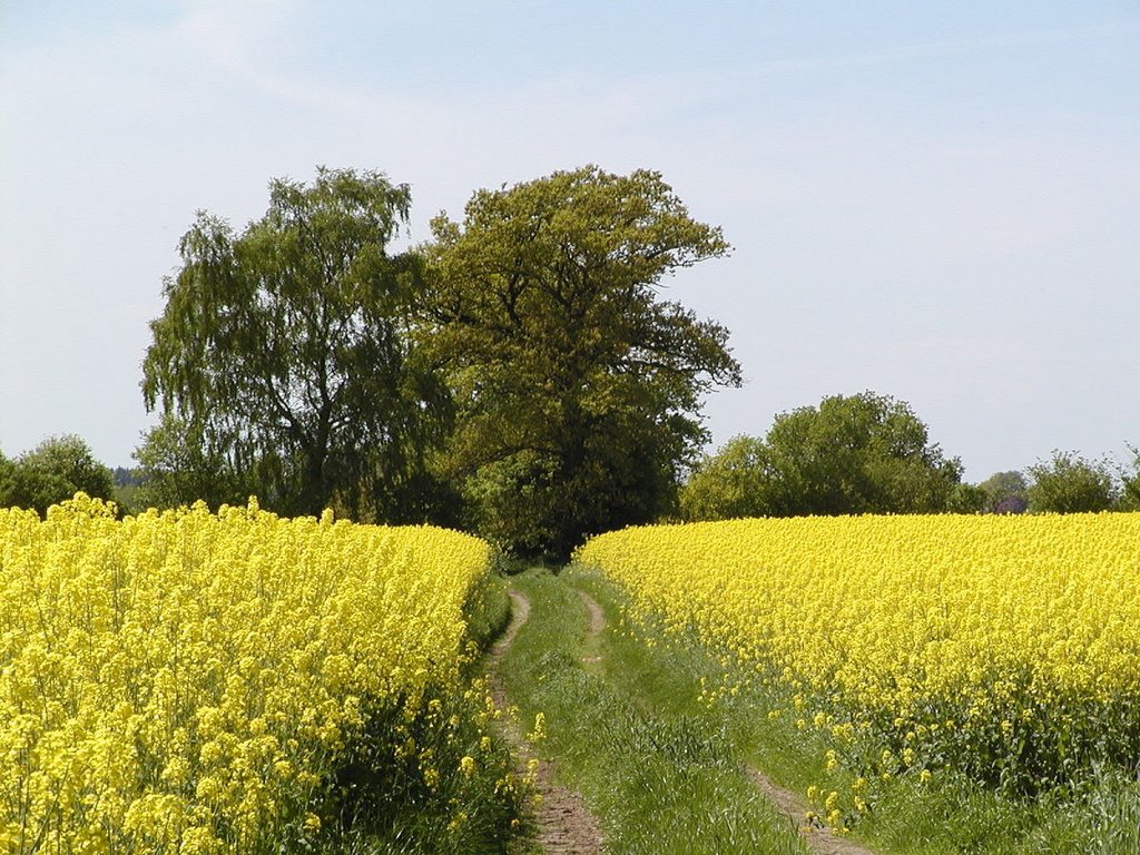 Der Weg im Rapsfeld, bei Kükels by Hans Wolters