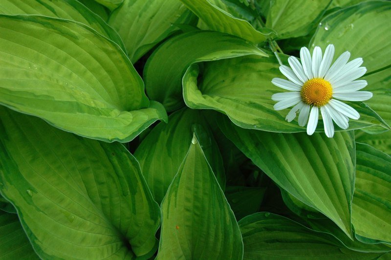 Mothers Garden by Jan J.