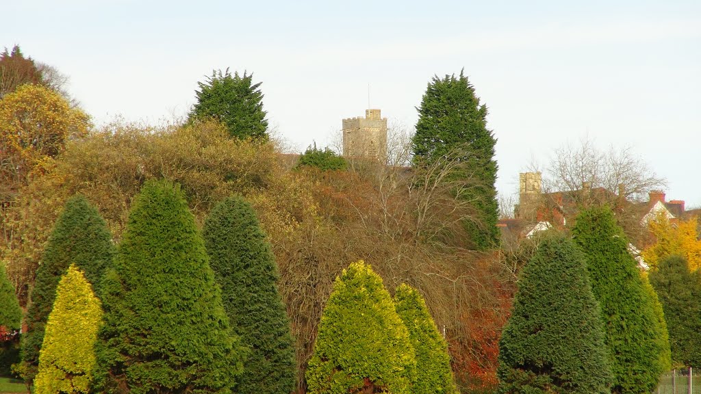 Trees from Romilly Park Road, Barry by Evans286