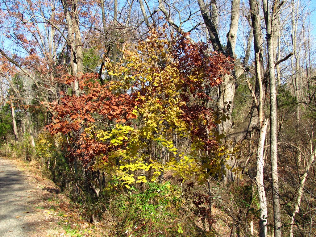 Perkiomen Trail Foliage by Chris Sanfino