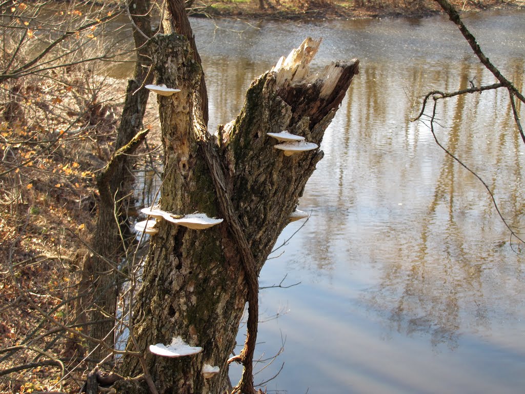 Perkiomen Trail Fungi by Chris Sanfino