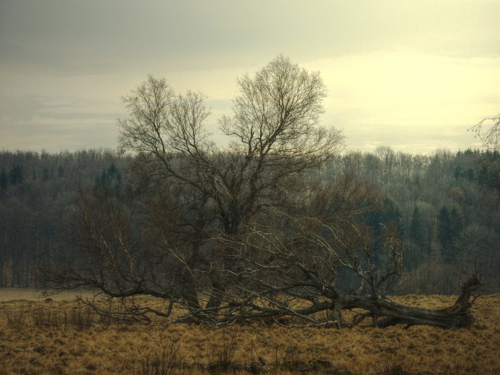 Moor under cloudy skies by PeSchn