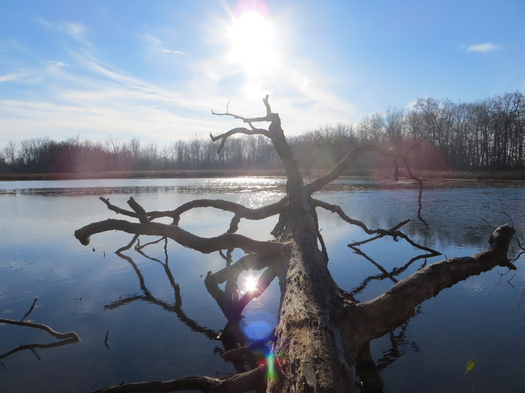 A fallen giant tree on Sunset Lake (Vicksburg recreation area) by UnagiUnagi