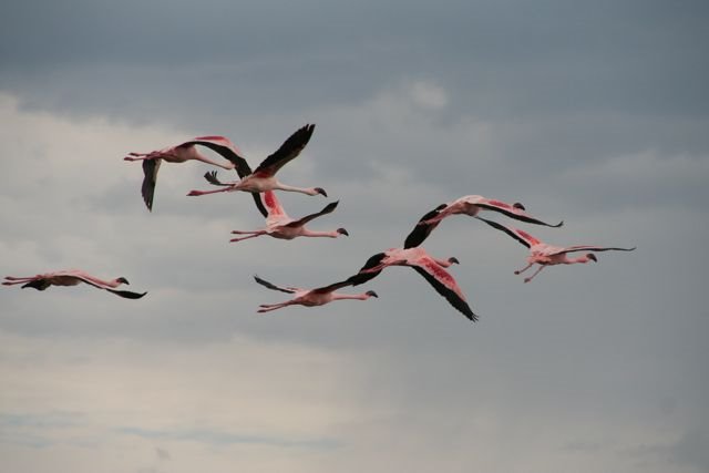 Flying flamingoes by Markus Rogawski