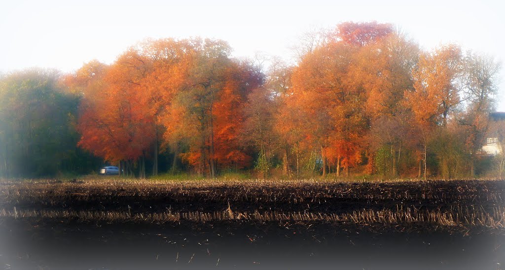 Herfst 2012 (5) by emrijnders