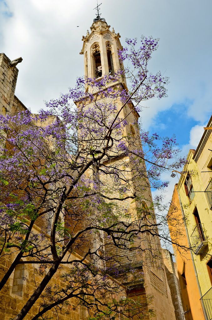 Jacaranda in Valls by zs2009