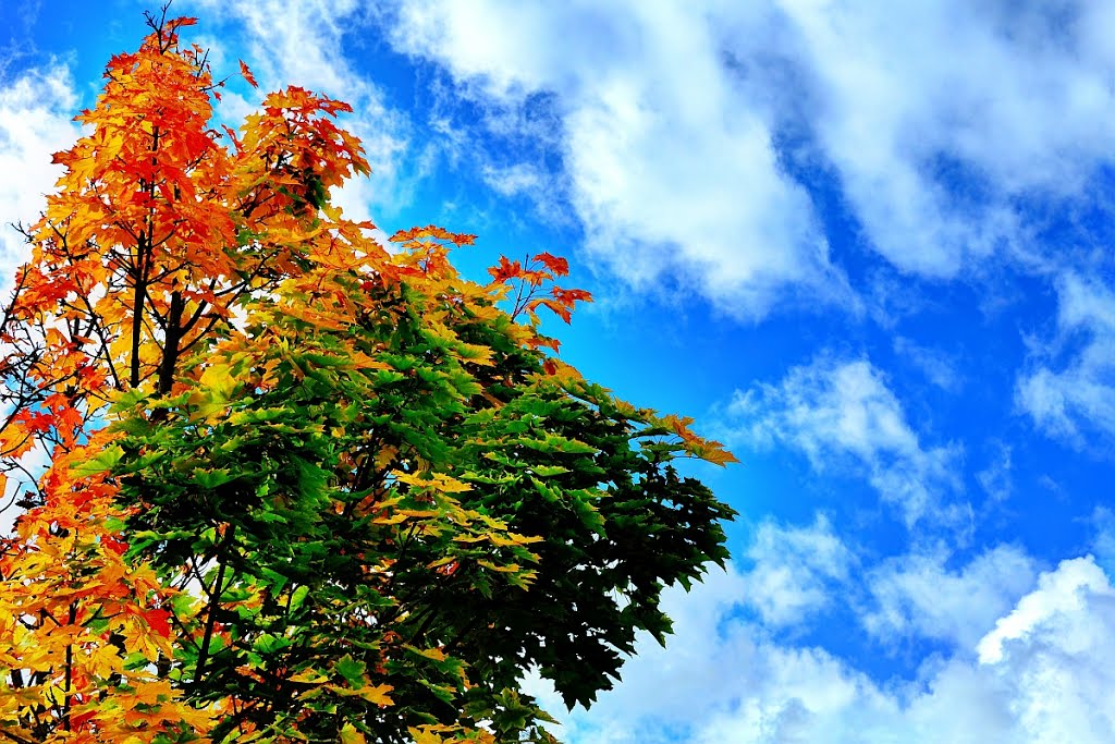 Fall color in Redmond by Boathill