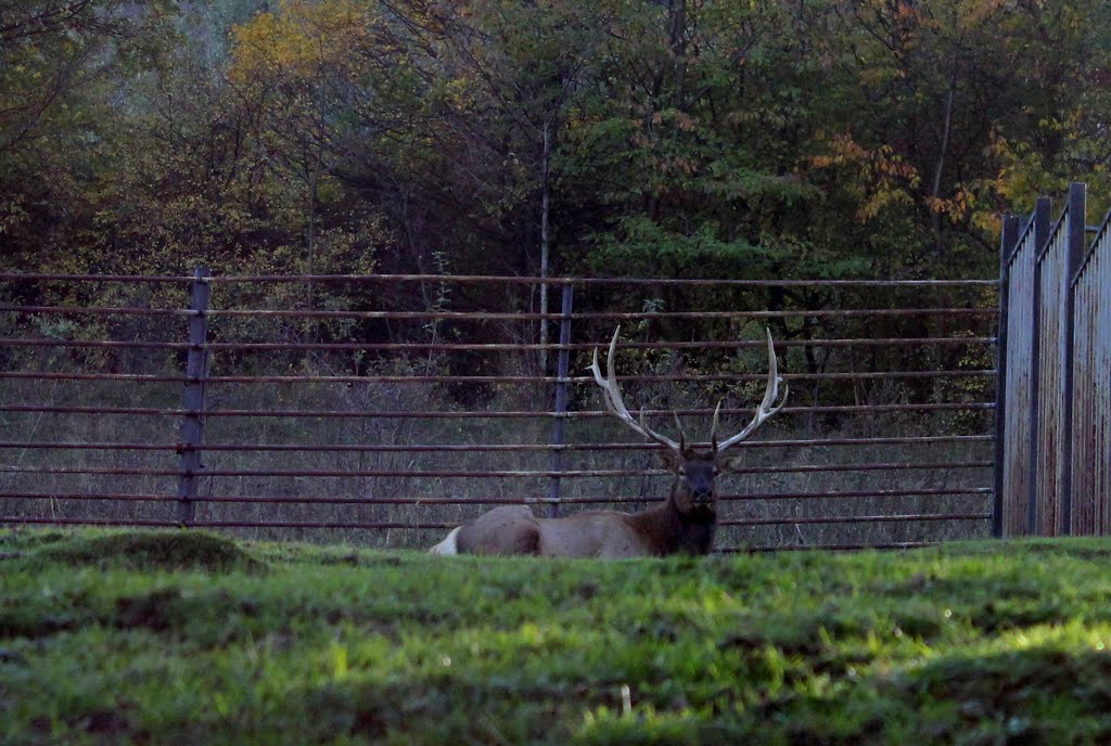 Jeleň wapiti (Cervus elaphus canadensis) by Róbert Gajdica