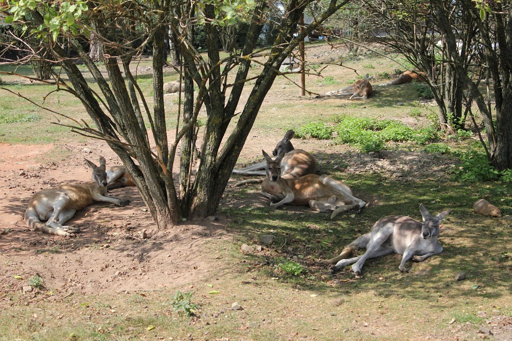 Klokany červené (Macropus rufus) by Róbert Gajdica