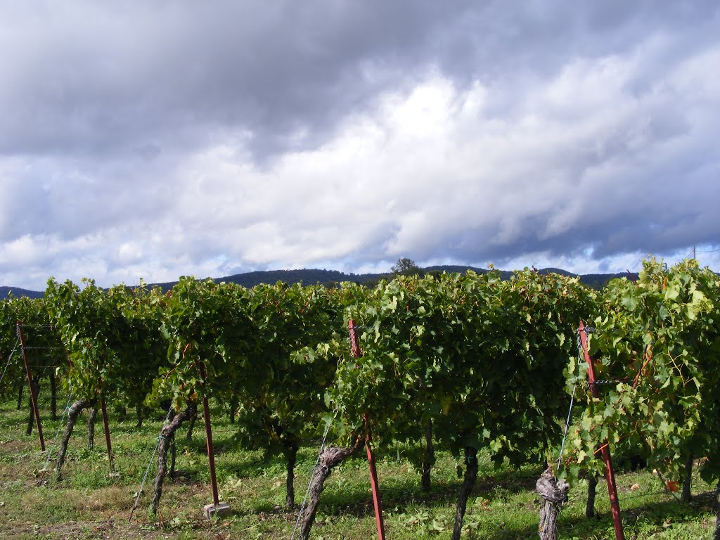 Wine & clouds, Autumn 2012 by Baltes3000