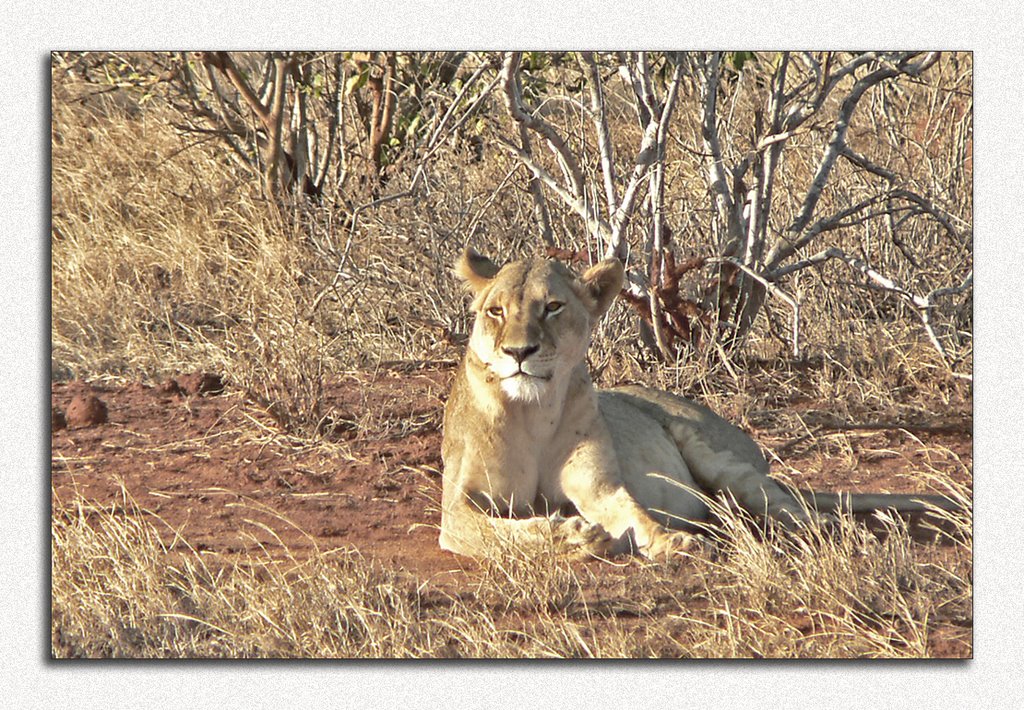 Africa - Kenya - Safari - Leonessa by Fabio Rosati