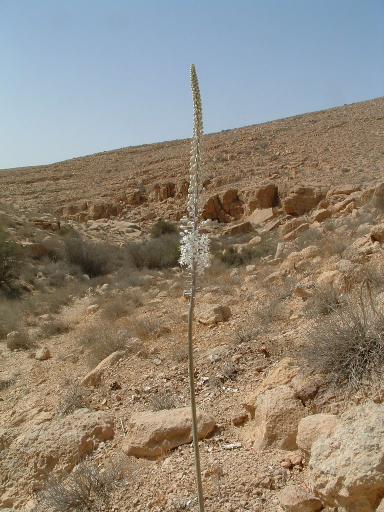 Wadi Horsha, Israel - September 2003 - נחל חורשה by noam_perry