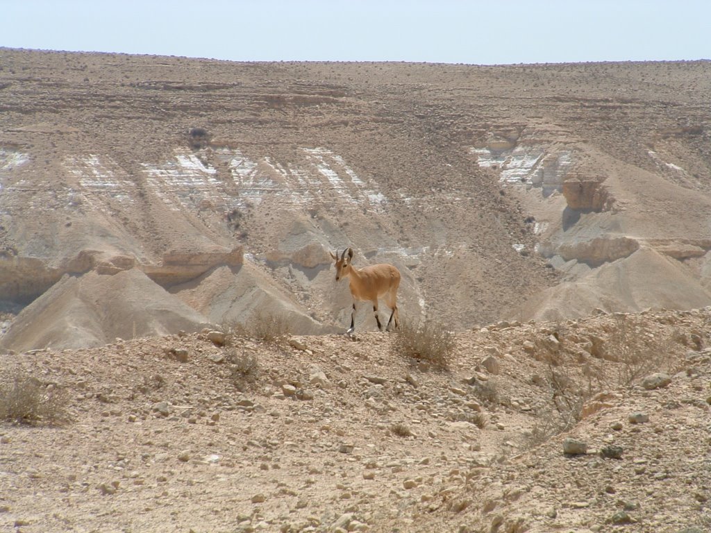 Wadi Zin, Israel - September 2003 - נחל צין by noam_perry