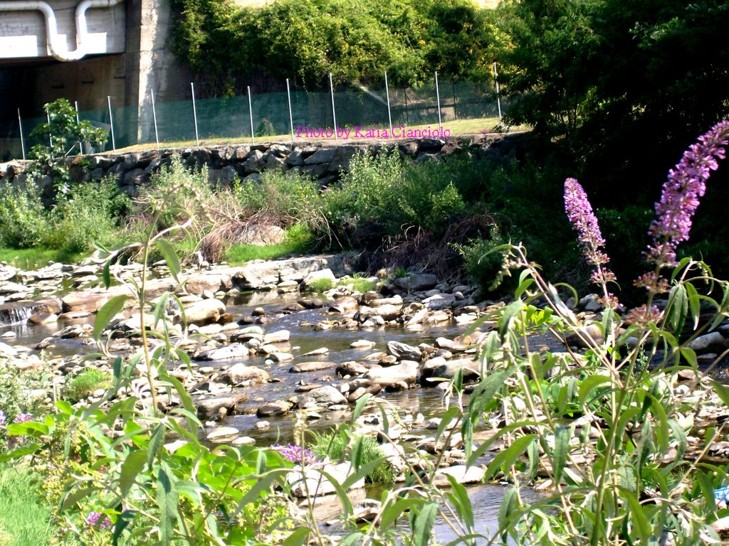 Halesia2004 - Flowers on the river Stura of Lanzo by halesia2004