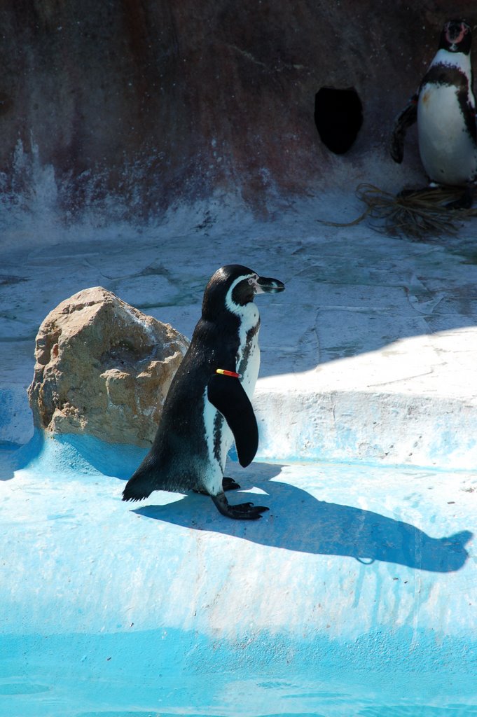 Penguin at Marineland by ryanna