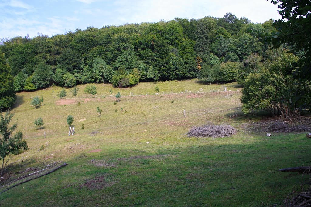 Zahodno pobočje Šmarne gore by pskusek