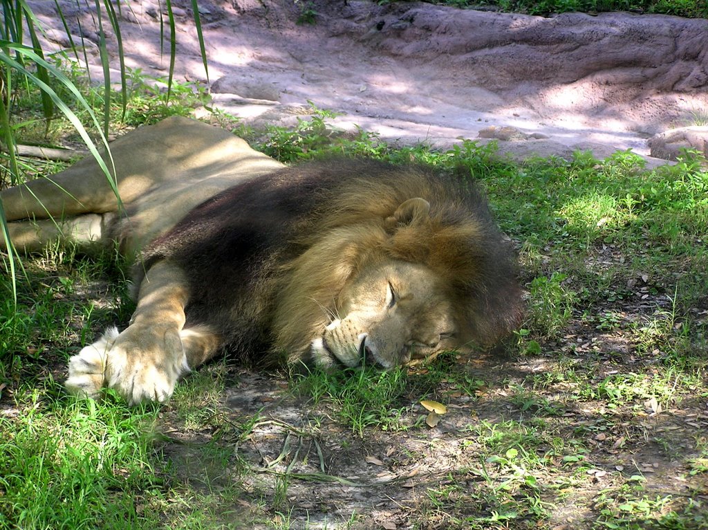 Lion by Robert Lam