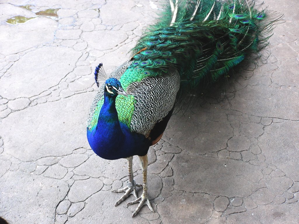 Peacock (pavo real) by Robert Lam