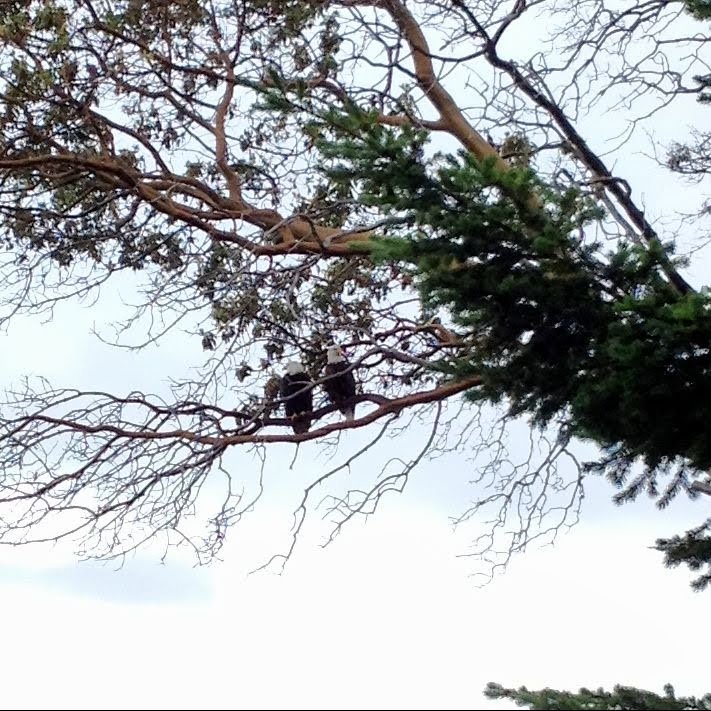 Bald Eagles by gundog6