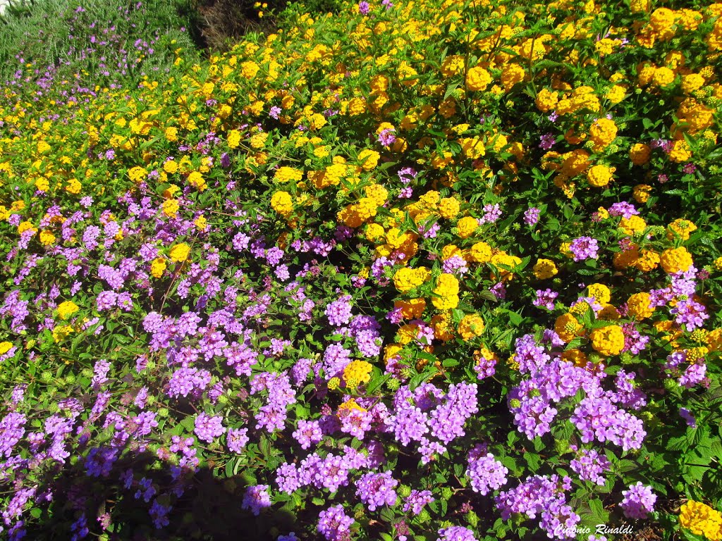 Flores em Sever do Vouga - Portugal by CidonioRinaldi