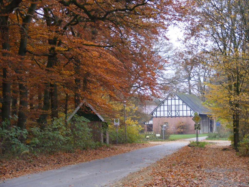 Herfst op de Striepe 2013 by Theo  Kuipers.