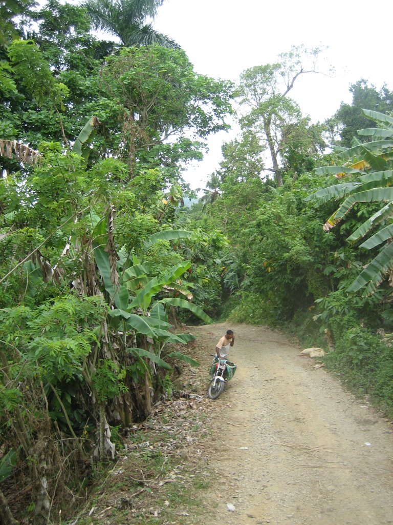 Cobertura hasta en la selva by Cembraniyo